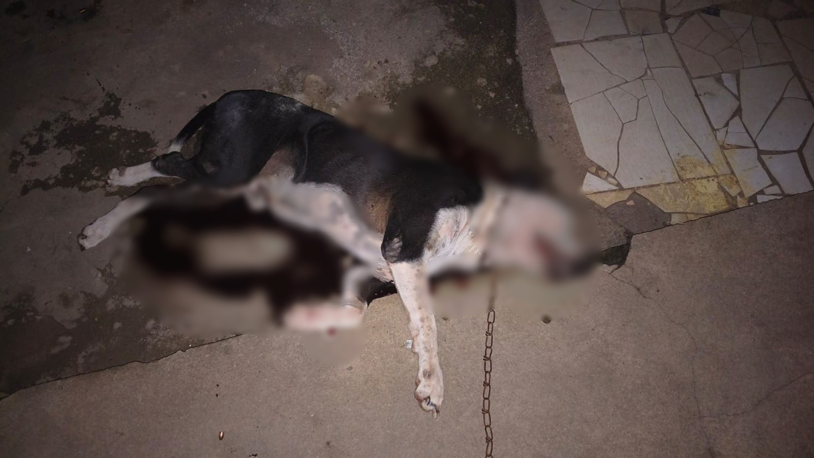 foto Not&iacute;cia Boa Vista